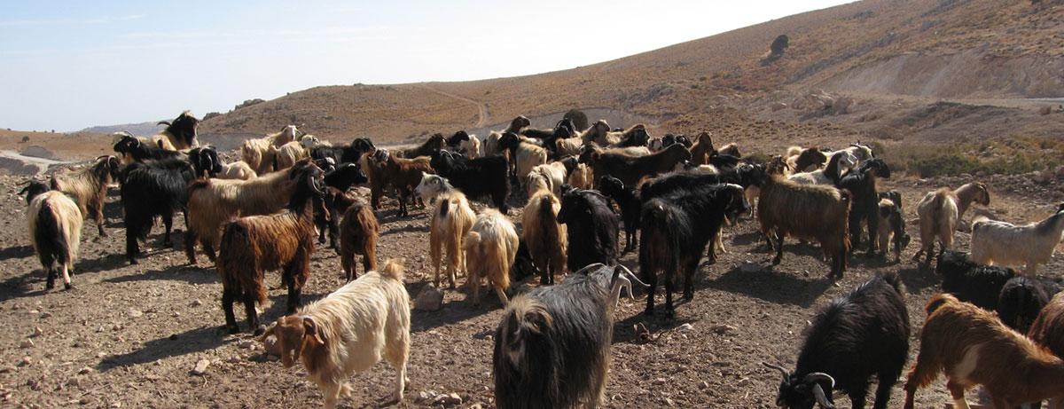 Herd of local goats in jouroud Hermel