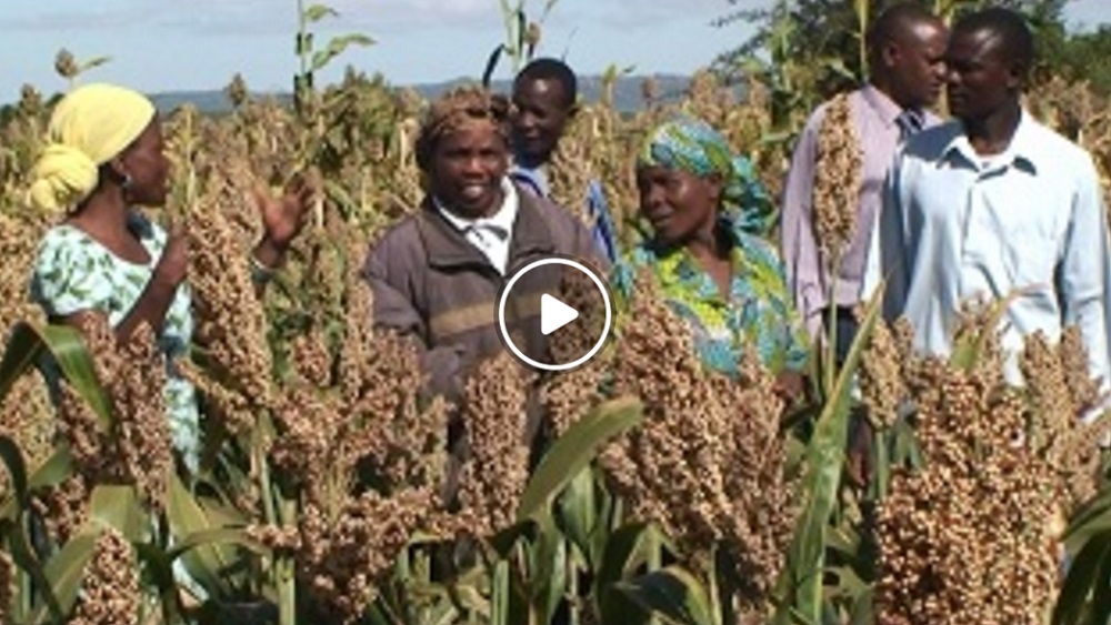 للنجاح في اختيار البذور  Access Agriculture