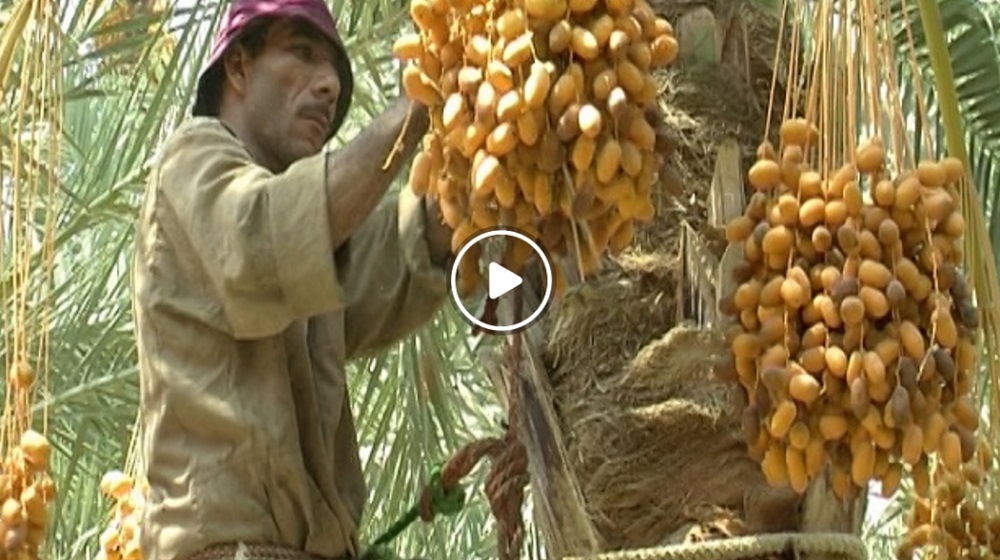 طريقة ضغط البلح   Access Agriculture