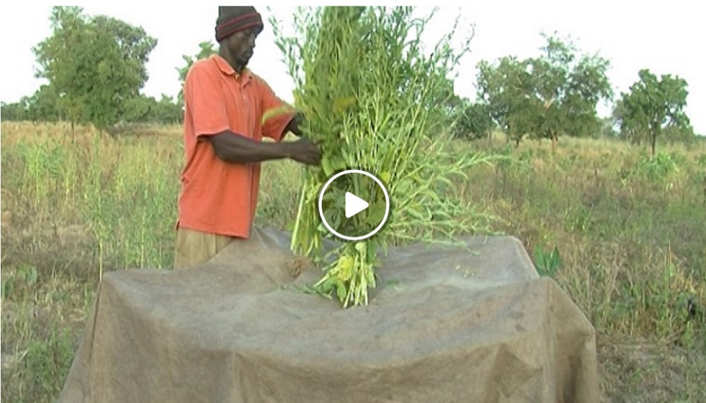 Harvesting and storing sesame – Access Agriculture