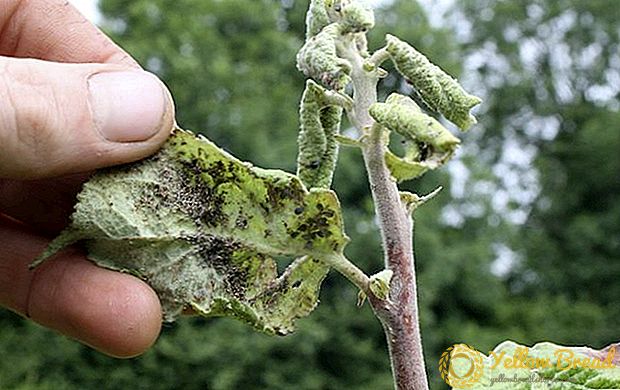 Tree Treatment for Diseases and Pests
