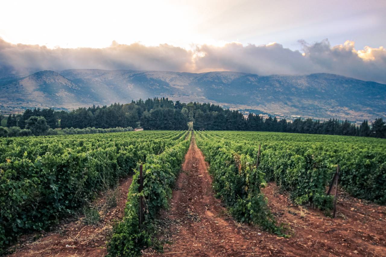 Vegetables and Field Crops Production