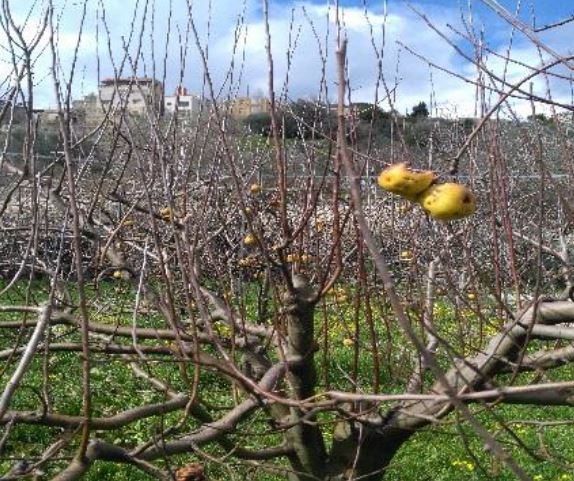 Apple Orchard, Variety selection and Pruning