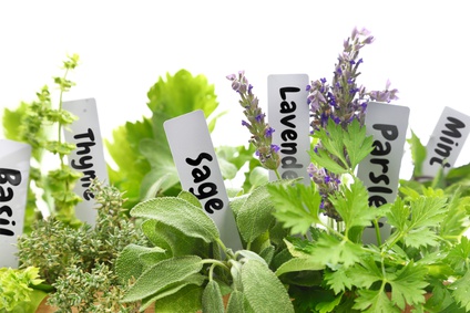 Aromatic Plants