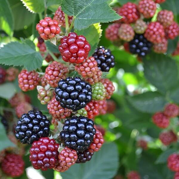 Growing Blackberry