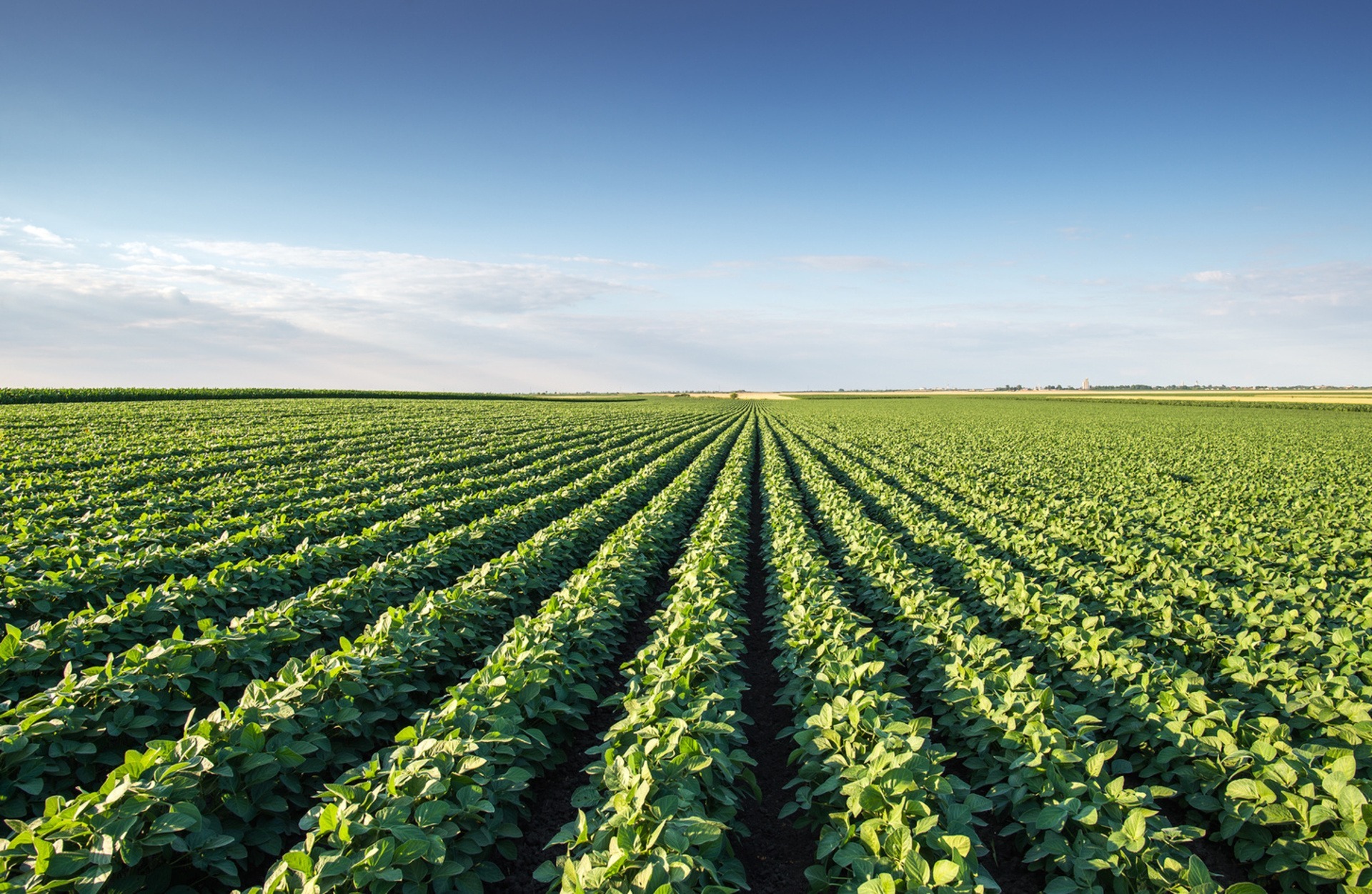 زيادة إنتاجية المحاصيل والكفاءة